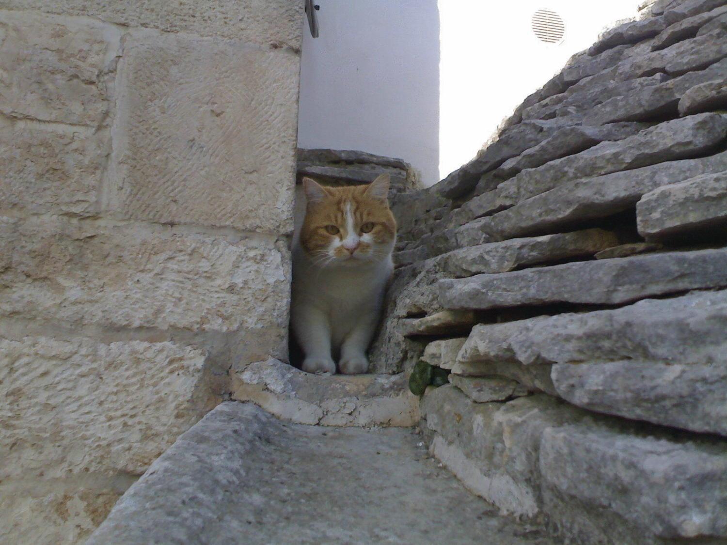 Bed & Breakfast L'isola Felice E Trulli Sotto Le Stelle